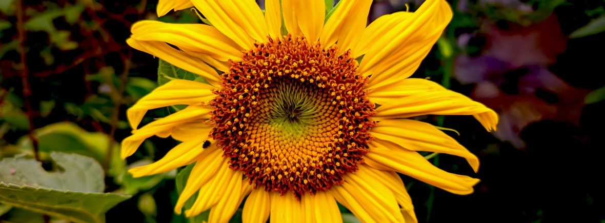 vibrant sunflower in full bloom close up